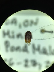 Phalacridae