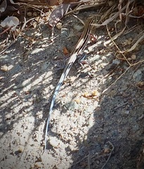 Aspidoscelis hyperythrus beldingi