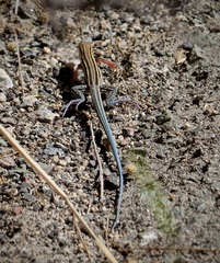 Aspidoscelis hyperythrus beldingi