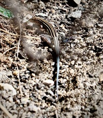 Aspidoscelis hyperythrus beldingi