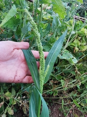 Echinochloa crus-galli