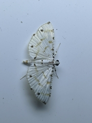 Pycnarmon cribrata