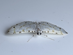 Pycnarmon cribrata