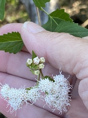 Ageratina havanensis
