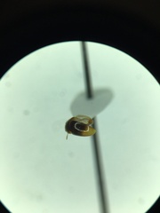 Phalacridae