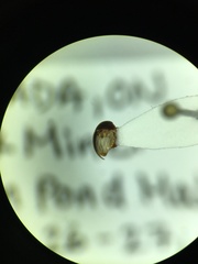 Phalacridae