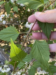 Ageratina havanensis