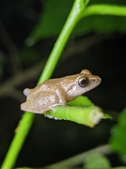 Pseudophilautus wynaadensis