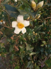Camellia