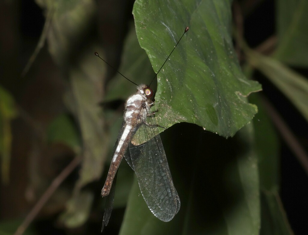 Amoea iniqua