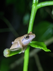 Pseudophilautus wynaadensis