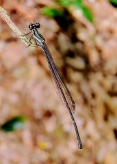 Prodasineura collaris