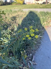 Euphorbia cyparissias