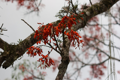 Erythrina falcata