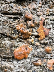 Dacrymyces stillatus