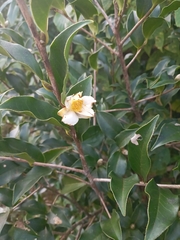 Camellia