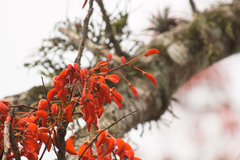 Erythrina falcata