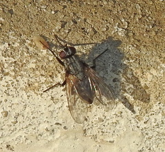 Calyptratae