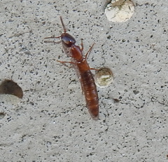 Xantholinus
