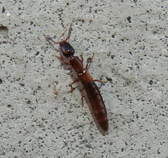 Xantholinus