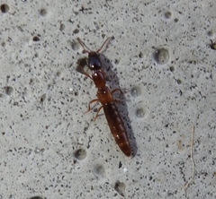 Xantholinus