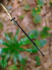 Prodasineura collaris