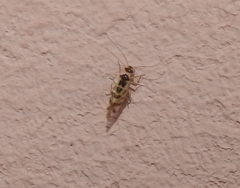 Graphopsocus