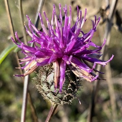 Centaurea scabiosa