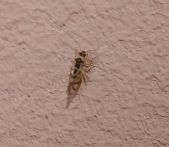 Graphopsocus