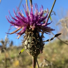 Centaurea scabiosa