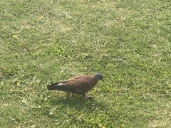 Columba guinea phaeonota