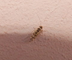 Graphopsocus