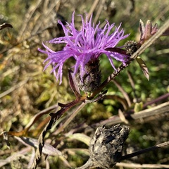 Centaurea scabiosa