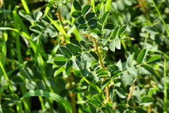 Rosa spinosissima