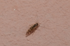 Graphopsocus