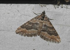 Perizoma custodiata