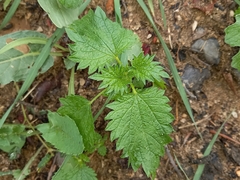 Urtica urens