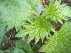 Urtica urens