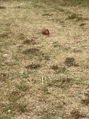 Upupa epops africana