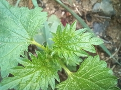 Urtica urens