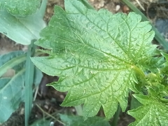 Urtica urens