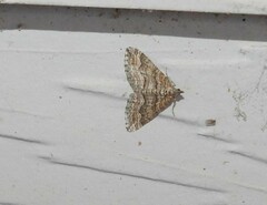 Perizoma custodiata