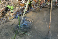 Bombina variegata