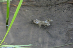 Bombina variegata