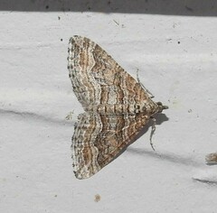 Perizoma custodiata