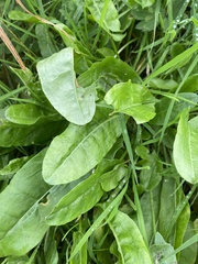 Rumex acetosa