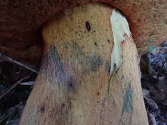 Suillellus luridus