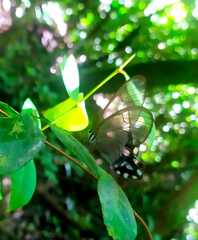 Pseudohaetera hypaesia