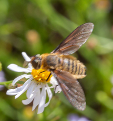 Poecilanthrax lucifer