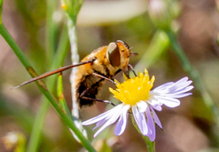 Poecilanthrax lucifer